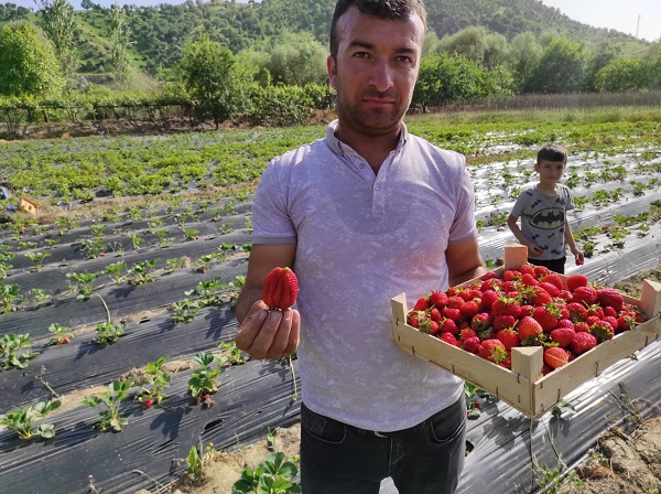Foto - Beklenen hasat başladı! Tarlada kilosu 50 TL