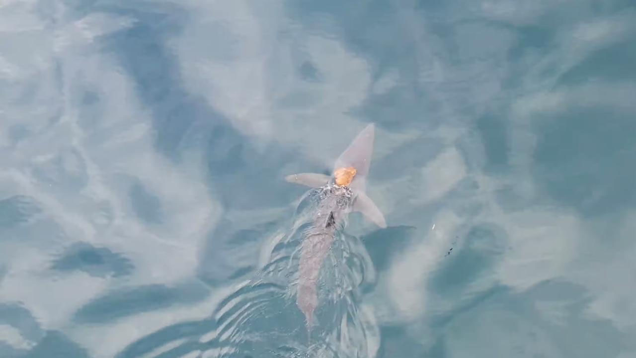 Foto - Köpekbalığına binen ahtapot, bilim insanlarını da şaşırttı! 