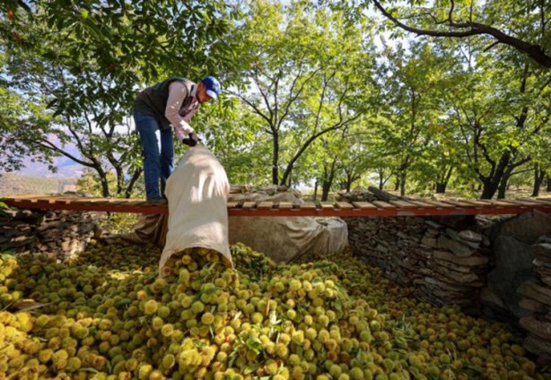 Foto - Bel kıran, kör eden bu işin günlüğü 600 lira!