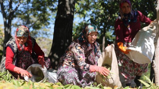 Bel kıran, kör eden bu işin günlüğü 600 lira!