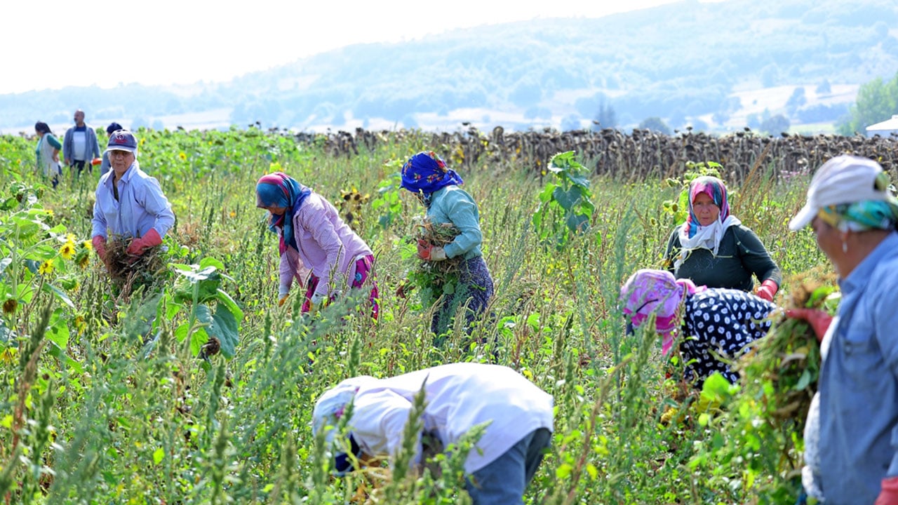 Belediye alım garantisi verince tarlalara koştular