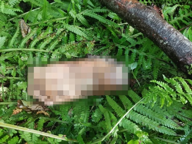 Foto - Belediye anonsunu duyanlar şok geçirdi: Bulduk! DNA testi yaptırmak isteyenler başvursun