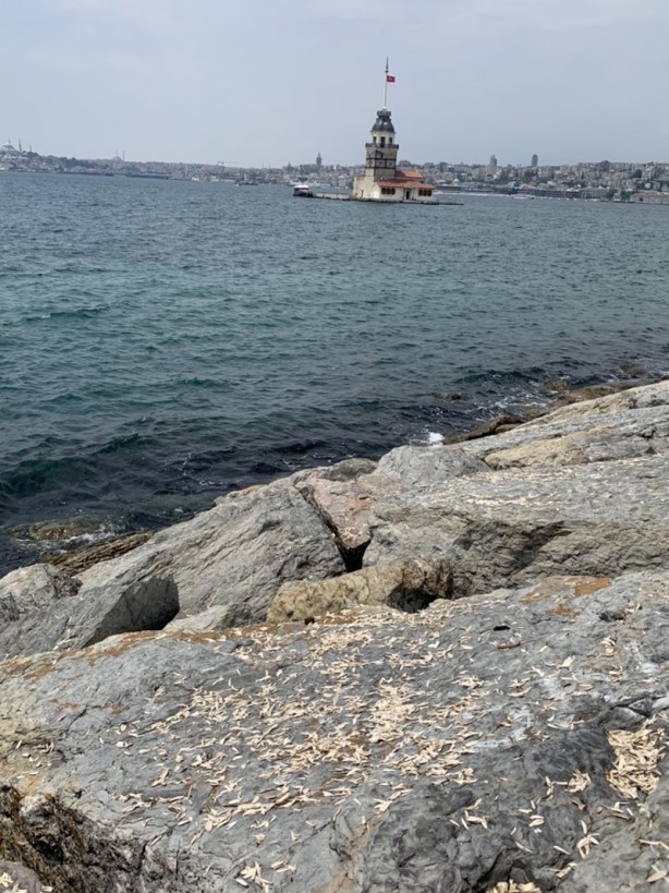 Foto - Belediye Başkanı isyan etti: Sizce bu normal mi arkadaşlar?