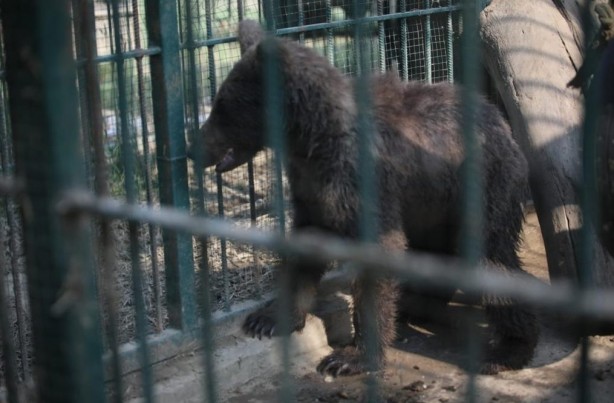 Belediye Başkanı Özlü'den yavru ayı Balkız'a armut ikramı