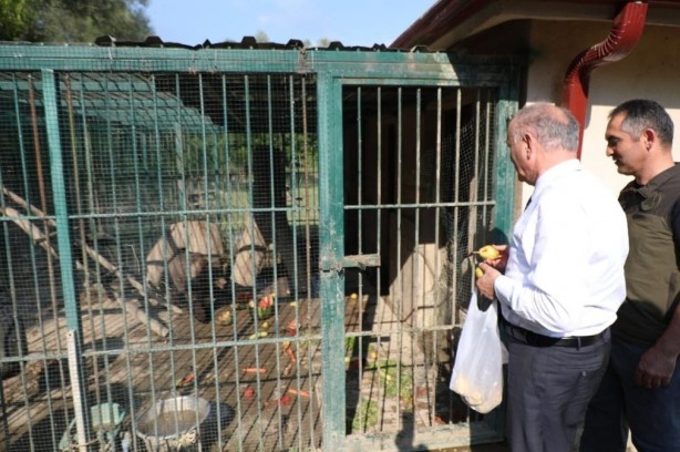 Foto - Belediye Başkanı Özlü'den yavru ayı Balkız'a armut ikramı