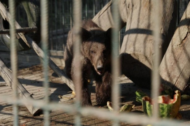 Foto - Belediye Başkanı Özlü'den yavru ayı Balkız'a armut ikramı