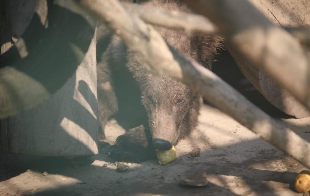Foto - Belediye Başkanı Özlü'den yavru ayı Balkız'a armut ikramı