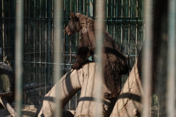Foto - Belediye Başkanı Özlü'den yavru ayı Balkız'a armut ikramı