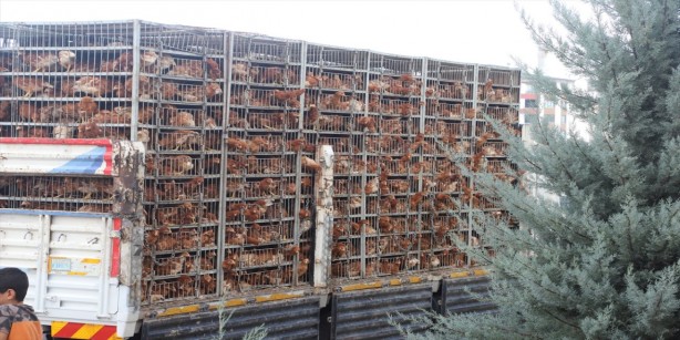 Belediye bedava tavuk dağıtmaya başladılar! Bu proje Türkiye'yi sallar