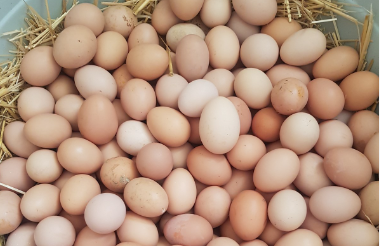 Foto - Belediye bedava tavuk dağıtmaya başladılar! Bu proje Türkiye'yi sallar