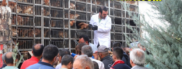 Foto - Belediye bedava tavuk dağıtmaya başladılar! Bu proje Türkiye'yi sallar