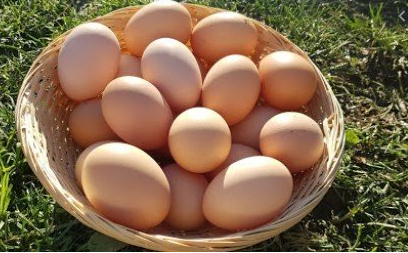 Foto - Belediye bedava tavuk dağıtmaya başladılar! Bu proje Türkiye'yi sallar