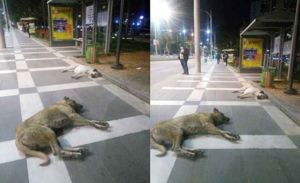 Foto - Belediye harekete geçti: Şanlıurfa'da başıboş sokak köpeklerini topluyorlar!