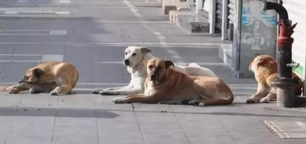 Foto - Belediye harekete geçti: Şanlıurfa'da başıboş sokak köpeklerini topluyorlar!