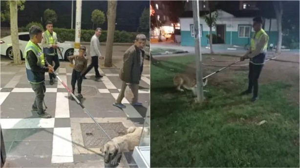 Belediye harekete geçti: Şanlıurfa'da başıboş sokak köpeklerini topluyorlar!