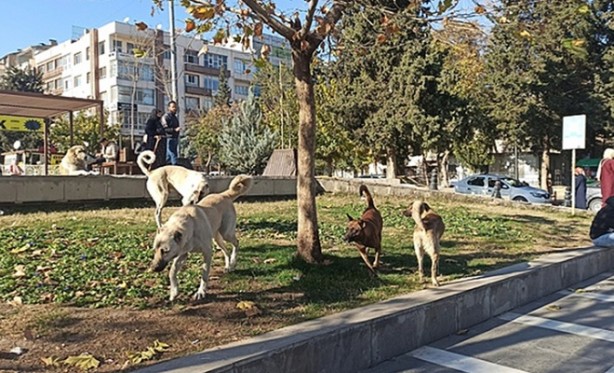 Foto - Belediye harekete geçti: Şanlıurfa'da başıboş sokak köpeklerini topluyorlar!