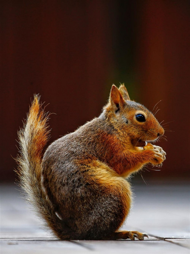 Foto - Belek turizm merkezinin sıra dışı misafiri