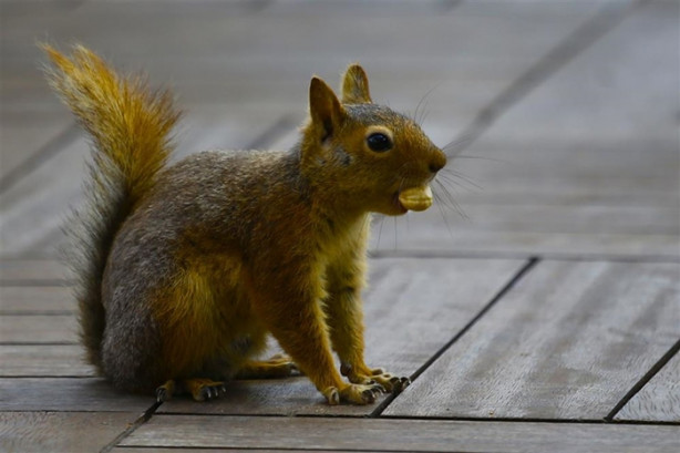 Foto - Belek turizm merkezinin sıra dışı misafiri
