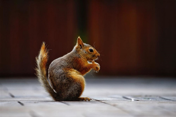 Belek turizm merkezinin sıra dışı misafiri