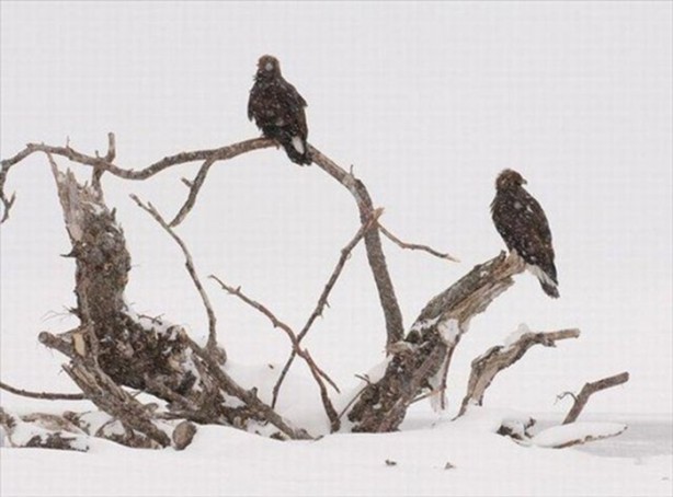 Foto - Belgeseller nasıl çekiliyor?