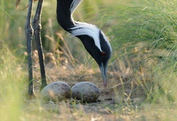 Foto - Belgeseller nasıl çekiliyor?