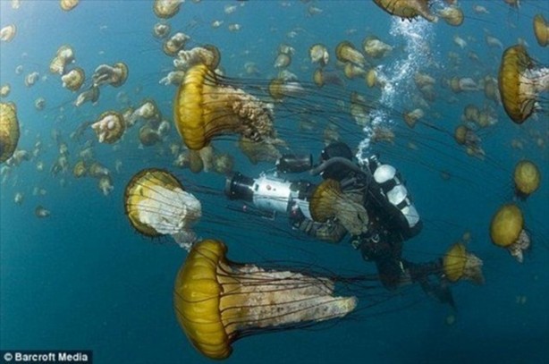 Foto - Belgeseller nasıl çekiliyor?