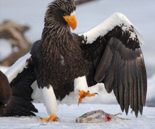 Foto - Belgeseller nasıl çekiliyor?