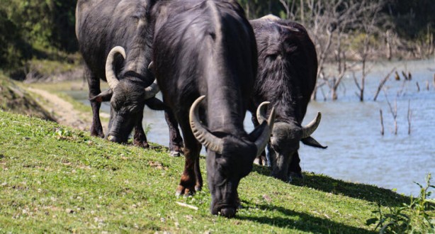 Foto - Belgeselleri aratmadı! İstanbul'da muhteşem görüntüler