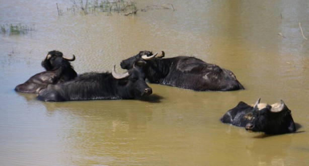 Belgeselleri aratmadı! İstanbul'da muhteşem görüntüler