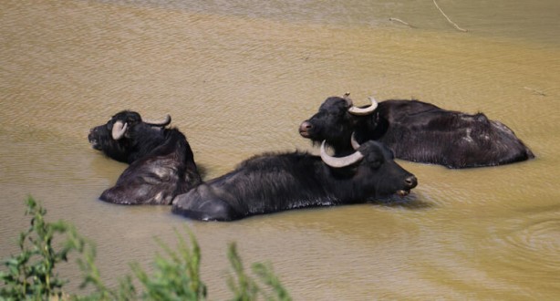 Foto - Belgeselleri aratmadı! İstanbul'da muhteşem görüntüler