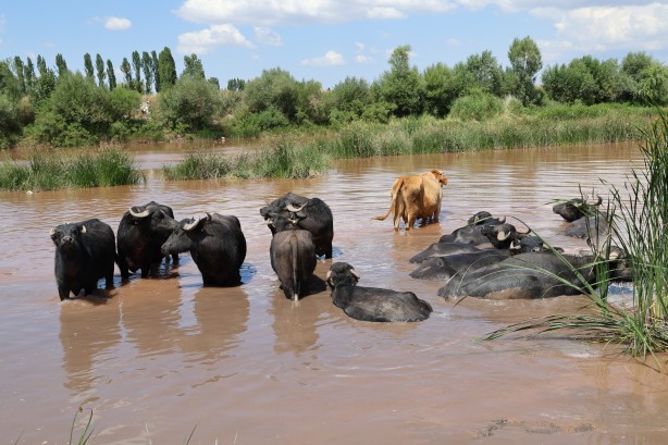 Foto - Belgeselleri aratmayan görüntüler! Burası Afrika değil Sivas