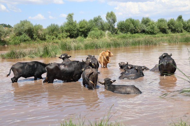 Foto - Belgeselleri aratmayan görüntüler! Burası Afrika değil Sivas