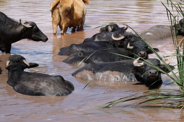 Foto - Belgeselleri aratmayan görüntüler! Burası Afrika değil Sivas