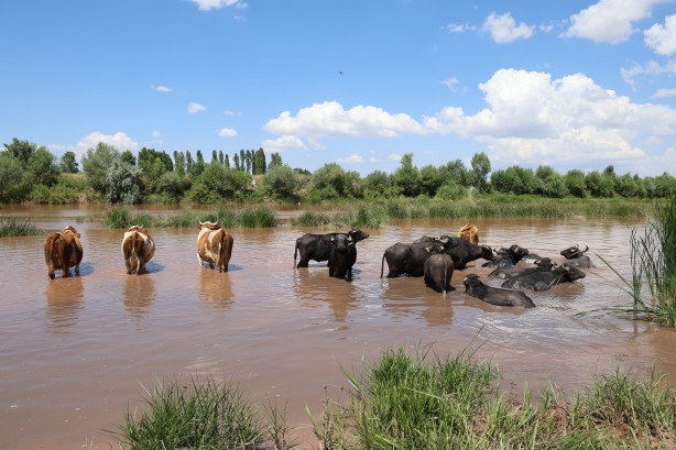 Foto - Belgeselleri aratmayan görüntüler! Burası Afrika değil Sivas