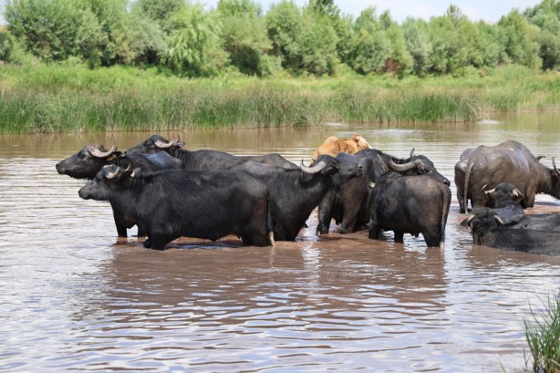Belgeselleri aratmayan görüntüler! Burası Afrika değil Sivas