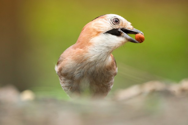 Foto - Belgrad Ormanlarında bu kuşları görünce şaşırmayın!
