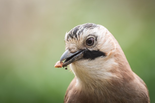 Foto - Belgrad Ormanlarında bu kuşları görünce şaşırmayın!