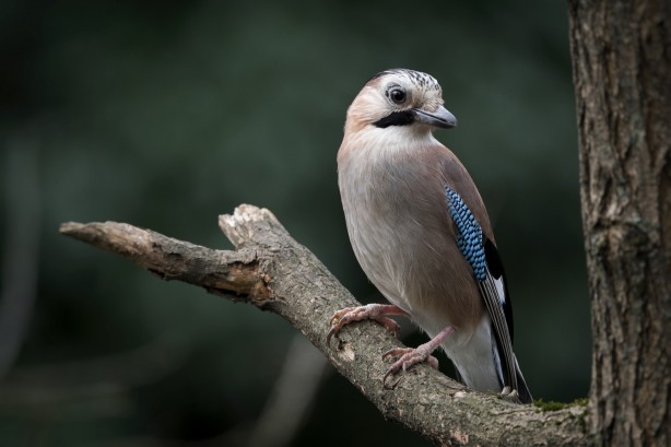 Foto - Belgrad Ormanlarında bu kuşları görünce şaşırmayın!