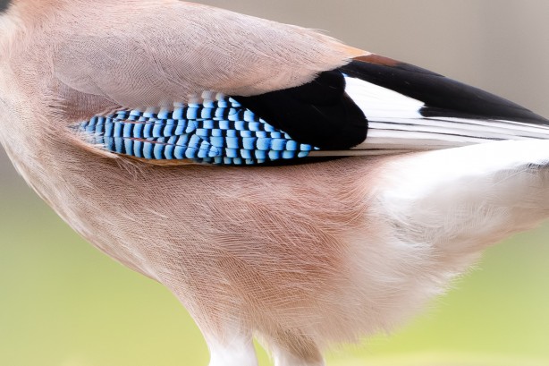 Foto - Belgrad Ormanlarında bu kuşları görünce şaşırmayın!