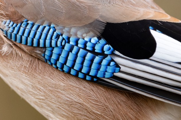 Foto - Belgrad Ormanlarında bu kuşları görünce şaşırmayın!