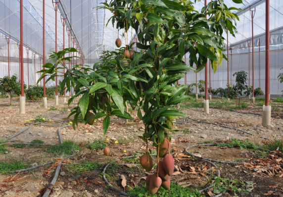 Foto - Belki de ilk kez duyacaksınız! Tropikal meyve için şok eden iddia