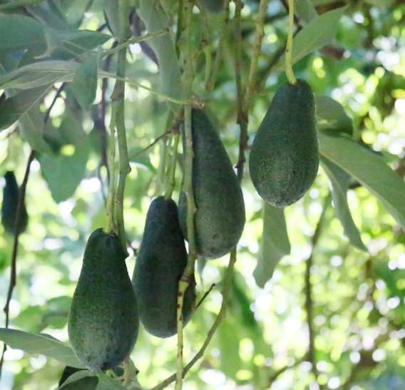 Foto - Belki de ilk kez duyacaksınız! Tropikal meyve için şok eden iddia