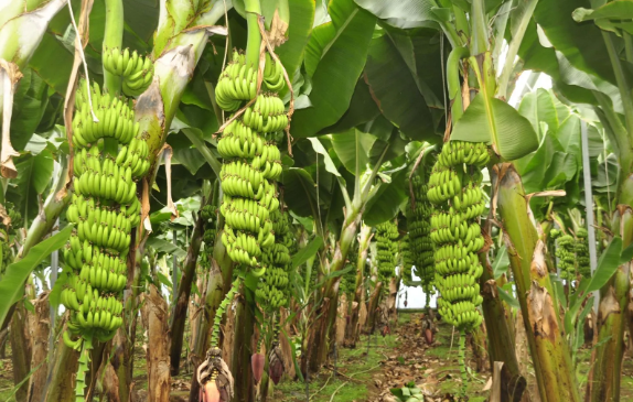 Foto - Belki de ilk kez duyacaksınız! Tropikal meyve için şok eden iddia