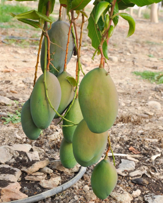 Foto - Belki de ilk kez duyacaksınız! Tropikal meyve için şok eden iddia