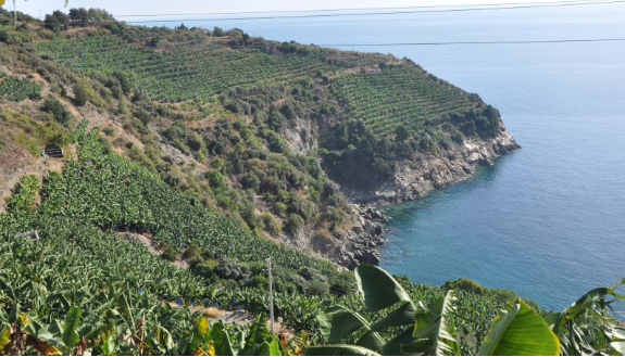 Foto - Belki de ilk kez duyacaksınız! Tropikal meyve için şok eden iddia