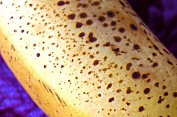 Benekli muz kansere karşı koruyor!