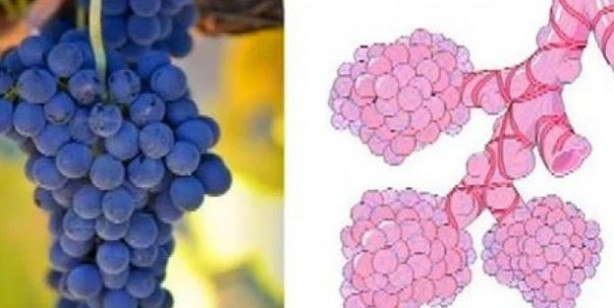 Foto - Benzediği organa şifa veren 10 yiyecek