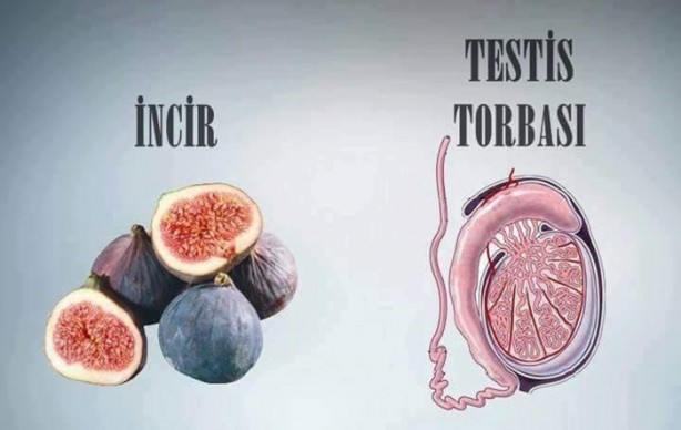 Foto - Benzedikleri organlara iyi geliyorlar!