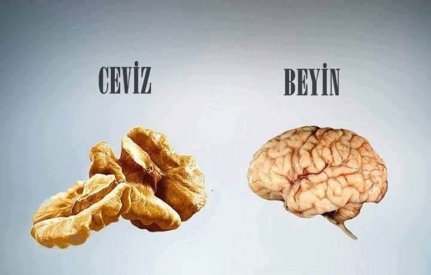 Foto - Benzedikleri organlara iyi geliyorlar!