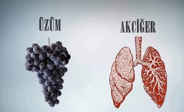 Foto - Benzedikleri organlara iyi geliyorlar!